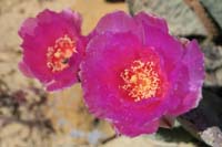 61-Beavertail_Cactus_bloom