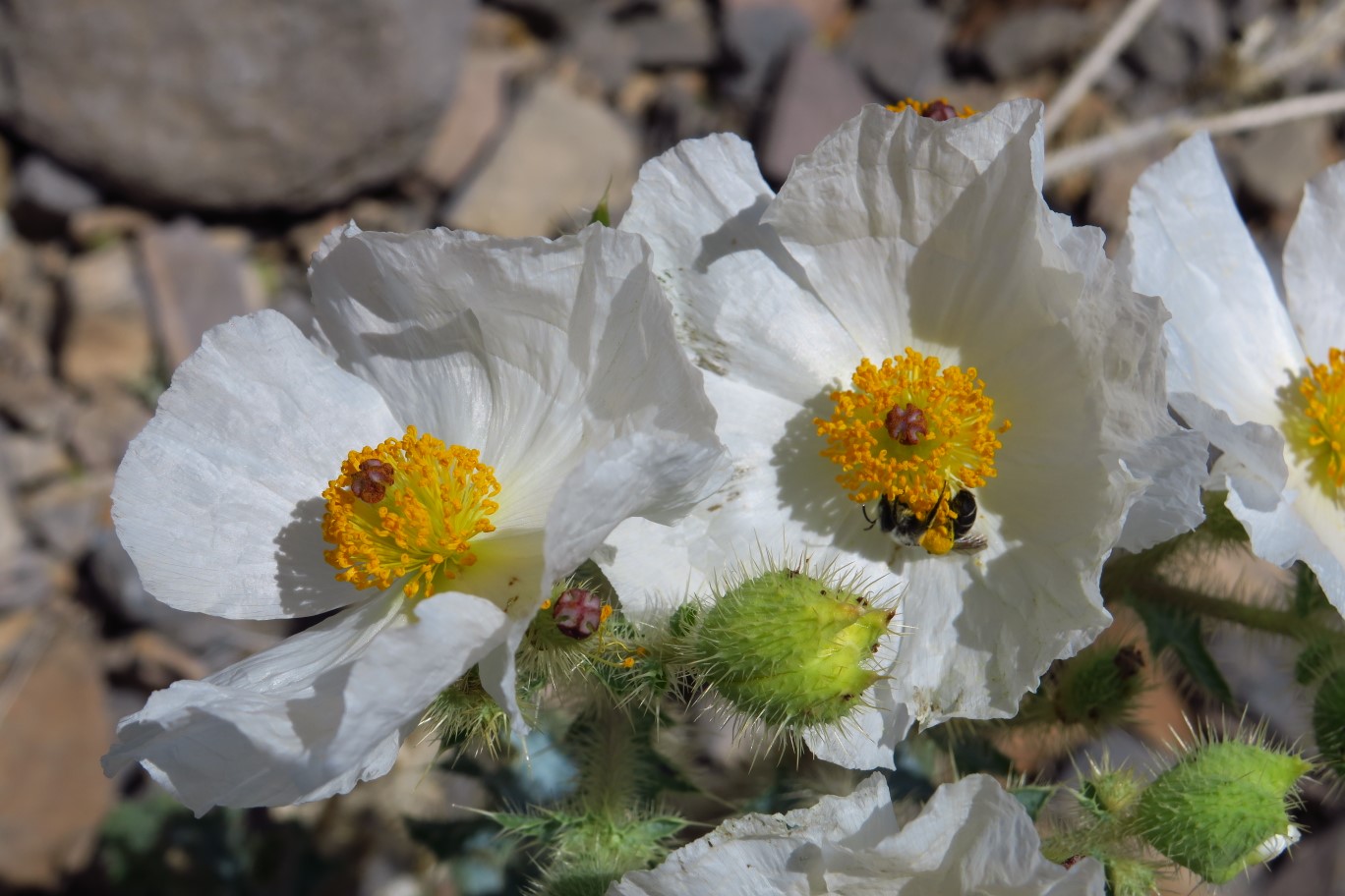 55-Mojave Pricklypoppy_flower_with_bee