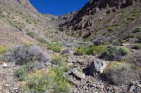 09-lots_of_brttlebush_in_bloom_approaching_mouth_of_the_canyon