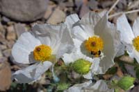 55-Mojave Pricklypoppy_flower_with_bee