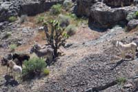 66-group_of_burros_hanging_out_together