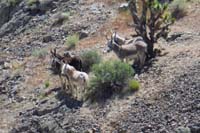 67-group_of_burros_hanging_out_together