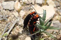 71-Beetle,Desert_Blister_Beetle-(Lytta magister)_mating