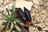 72-Beetle,Desert_Blister_Beetle-(Lytta magister)_mating
