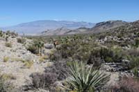 27-traversing_the_desert_to_the_vehicle-Mt_Pumpkin,Dull_Mountain,Graduation_Peak