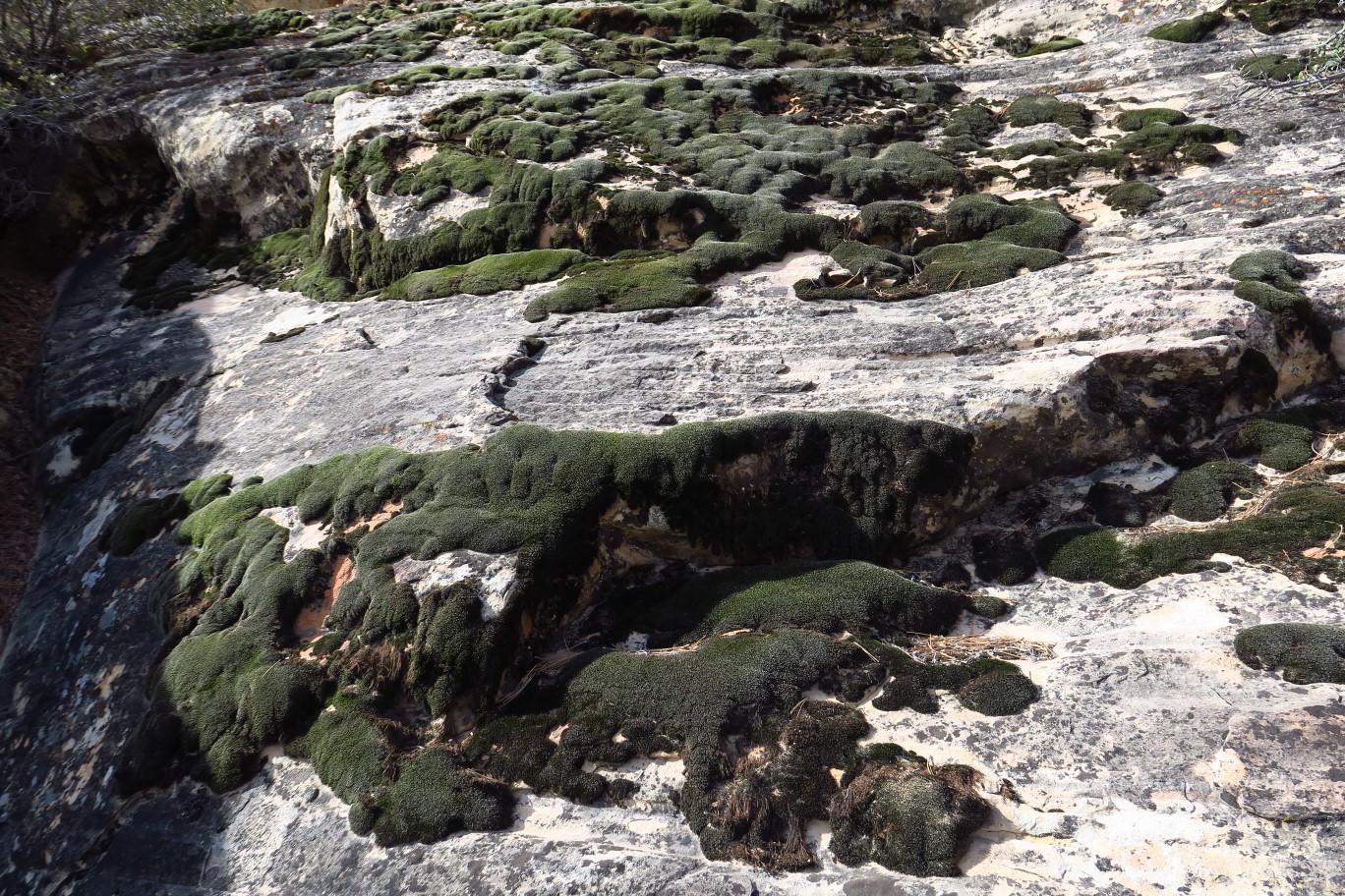 14-very_healthy_moss