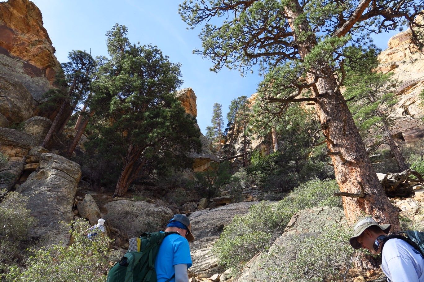 15-nice_ponderosa_pine_tree_forest