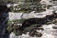 14-very_healthy_moss