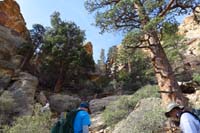 15-nice_ponderosa_pine_tree_forest