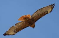 27-red-tailed_hawk_flying_overhead
