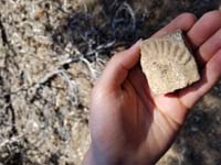 42-Kenny_found_a_sea_fossil