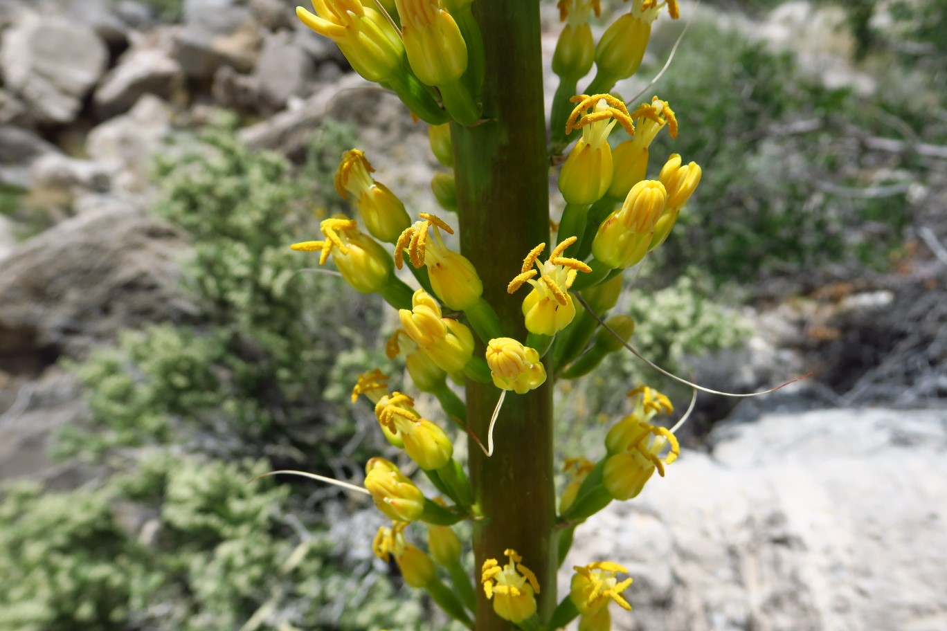 043-Agave_flowers