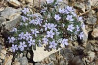 022-Lilac_Sunbonnet(langloisia_setosissima)