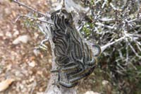 71-tent_caterpillars_busy_building_a_caccoon