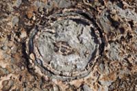 111-corral_fossils