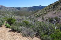 31-trail_takes_you_through_an_old_burn_area_from_the_2013_Carpenter_One_fire