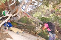 19-anchor_setup_to_pinyon_pine_tree-200_foot_with_some_free_hanging_potential