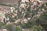 41-clear_sunny_view_of_path_to_first_rappel_at_tree_to_left,gear_stashed_to_right_in_shade
