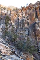 25-nice_little_hidden_forest_along_cliff_wall