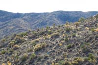 25-spotted_bright_mylar_balloon_in_the_desert,probably_from_Township_of_Mt_Charleston_or_Pahrump_to_west