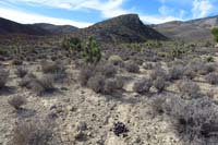 35-turns_out_this_is_a_burro_trail_with_fresh_poop,disregard,there_are_many_trails_like_this