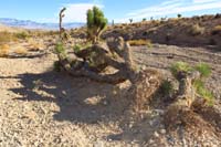 42-Joshua_Tree_determined_to_stay_alive_even_though_tipped_over_by_a_flood