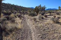 63-alternate_trail_in_gully_is_more_worn_by_mountains_bikers_than_proper_ridge_trail