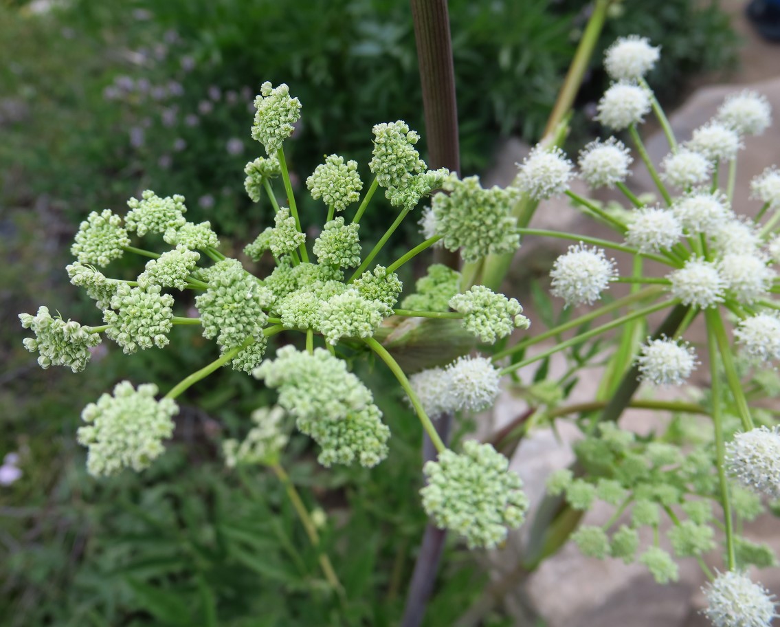 15-woollyhead_parsnip_flower,Ranger's_button,sphenosciadium_capitellatum