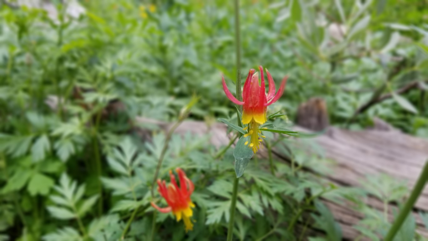 23-crimson_columbine_flower,buttercup_family,aquilegia_formosa