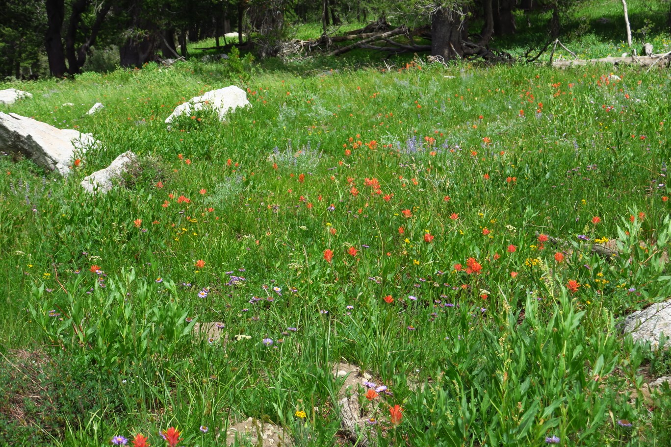 27-fields_of_wildflowers