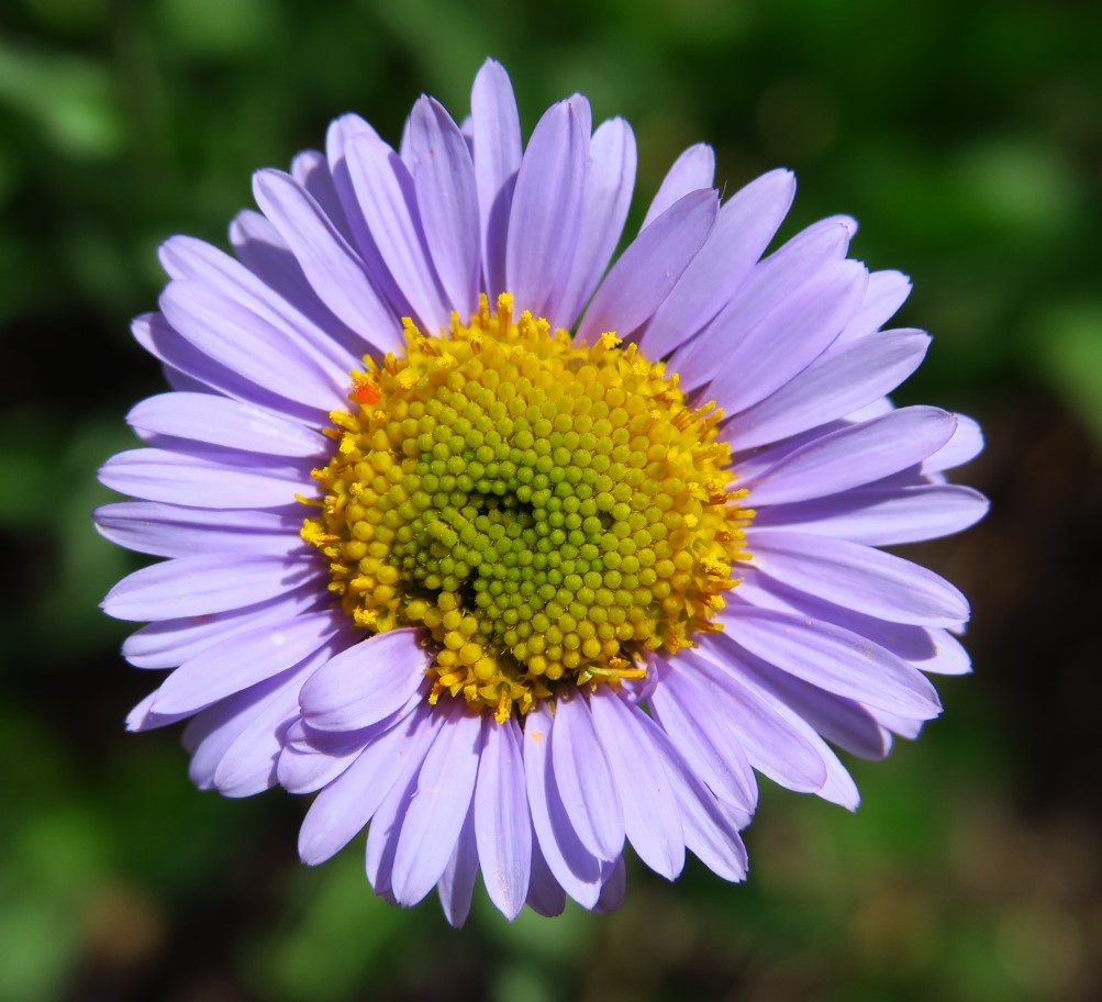 39-streamside_fleabane_flower,aster_family,erigeron_glabellus