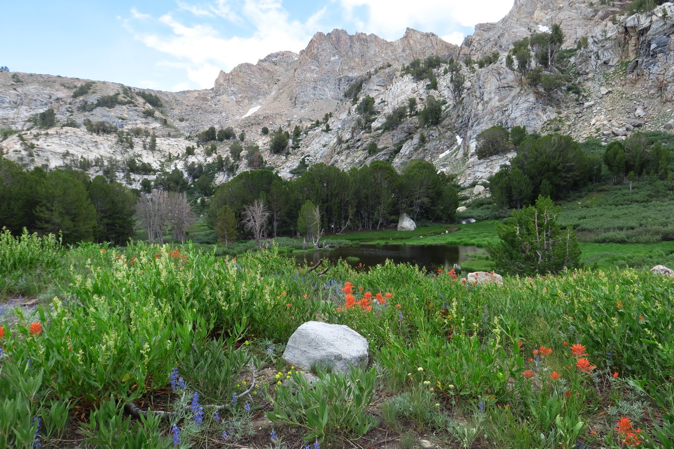 54-pretty_scenery_and_wildflowers