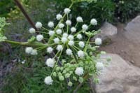 16-woollyhead_parsnip_flower,Ranger's_button,sphenosciadium_capitellatum