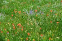 28-fields_of_wildflowers