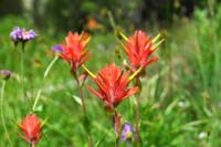 29-indian_paintbrush_flower