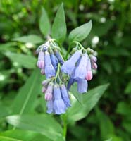 36-streamside_bluebells_flower,borage_family,mertensia_ciliata