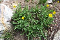 37-cinquefoil,genus-potentilla,family-rose