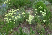 56-parsnip-flower_wild_buckwheat,smartweed-buckwheat_family,eriogonum_heracleoides