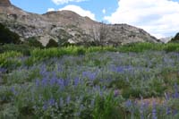 59-field_of_lupines