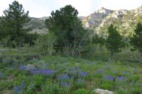 33-lots_of_lupine_wildflowers