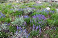 34-lots_of_lupine_wildflowers
