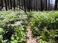 08-looking_back-couple_asked_if_I_saw_the_bear_they_startled_on_trail-I_didn't-it_quickly_ran_away