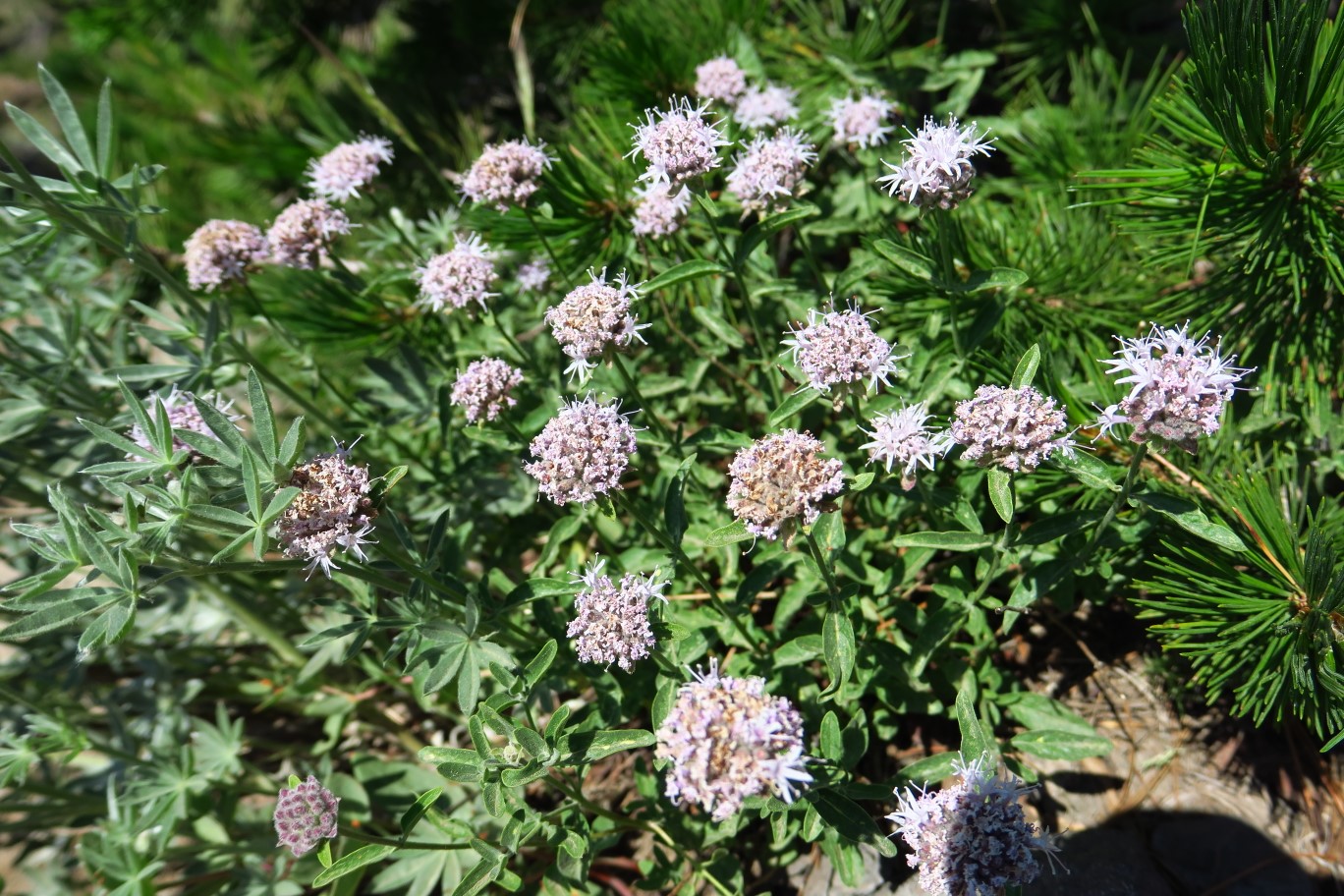 46-valerian-bloom