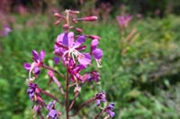 76-fireweed