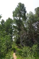 30-huge_aspen,the_thickest_truck_I've_ever_seen