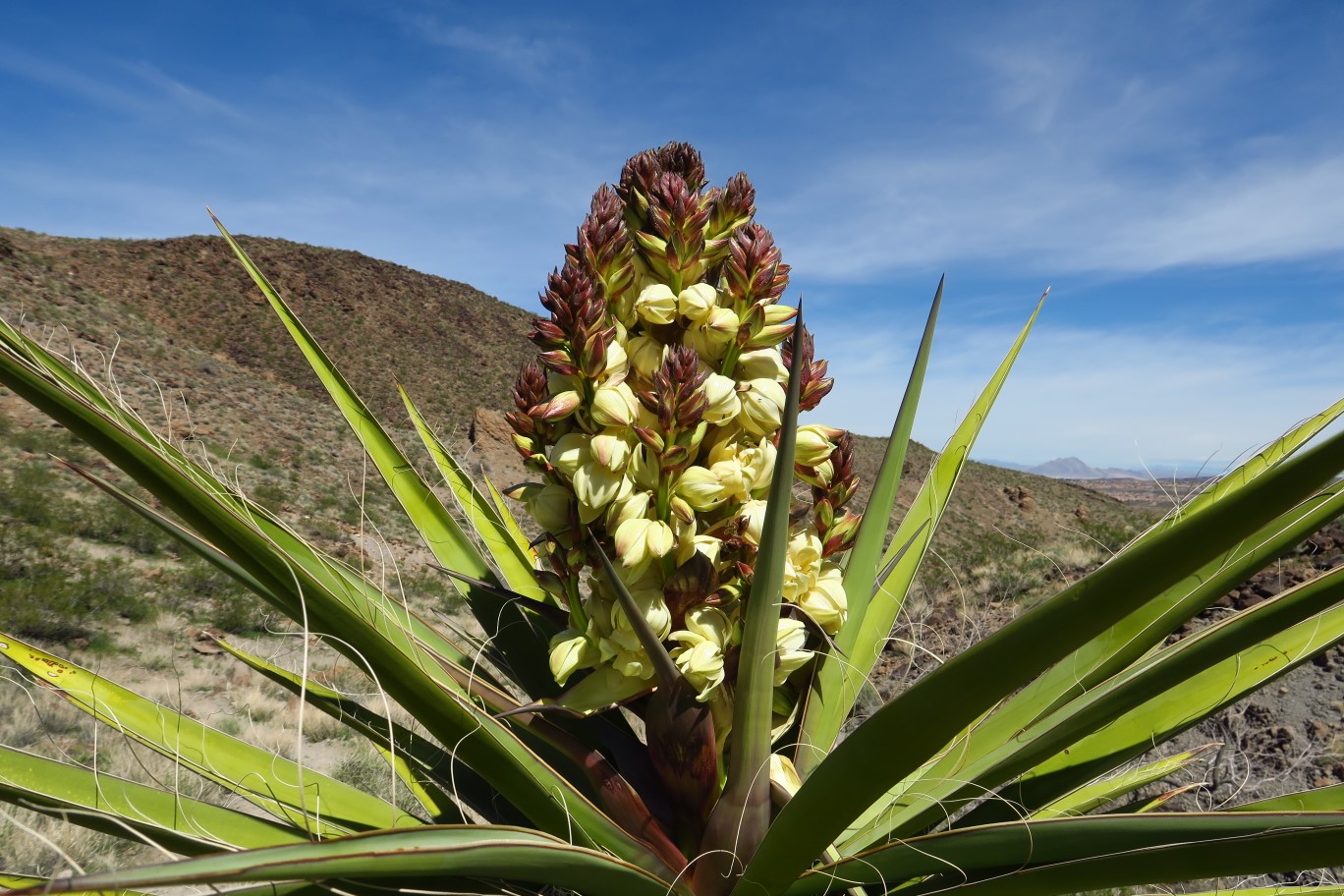 084-mohave_yucca_bloom