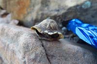 16-turtle_shell