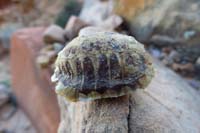17-turtle_shell
