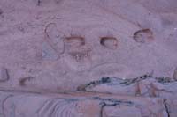 19-bighorn_sheep_footprints_in_the_sand