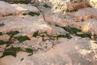21-moss_in_the_desert